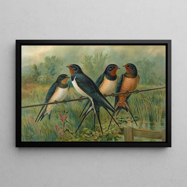 Hirundo rustica Hirundo rustica Savignii - Johann Friedrich Naumann — framed artwork on a wall
