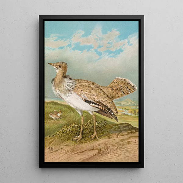 Houbara Macqueeni Gray - Johann Friedrich Naumann — framed artwork on a wall