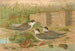 Hydrochelidon hybrida Hydrochelidon fissipes Hydrochelidon nigra - Johann Friedrich Naumann — artwork view