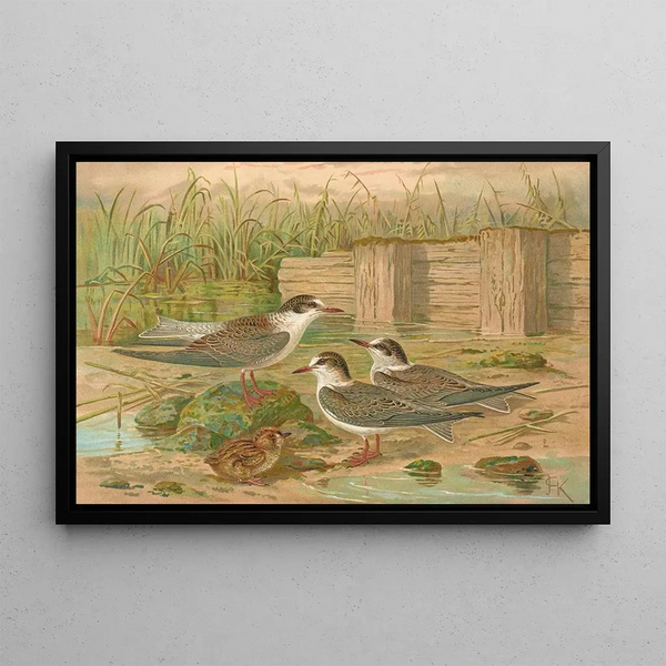 Hydrochelidon hybrida Hydrochelidon fissipes Hydrochelidon nigra - Johann Friedrich Naumann — framed artwork on a wall