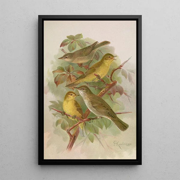 Hypolais pallida philomela polyglotta olivetorum - Johann Friedrich Naumann — framed artwork on a wall