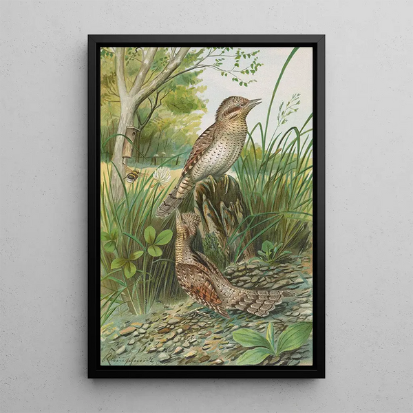Jynx torquilla - Johann Friedrich Naumann — framed artwork on a wall