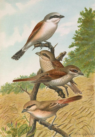 Johann Friedrich Naumann - Lanius collurio Lanius isabellinus Ehrenberg.webp