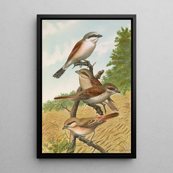 Lanius collurio Lanius isabellinus Ehrenberg - Johann Friedrich Naumann — framed artwork on a wall