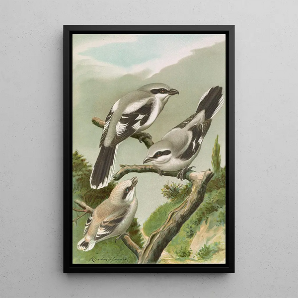 Lanius excubitor - Johann Friedrich Naumann — framed artwork on a wall