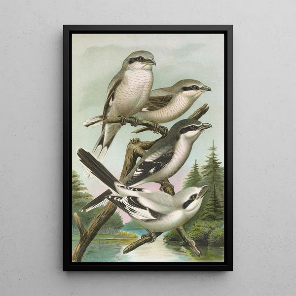 Lanius excubitor borealis Lanius meridionalis Lanius excubitor Homeyeri - Johann Friedrich Naumann — framed artwork on a wall