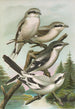 Lanius excubitor borealis Lanius meridionalis Lanius excubitor Homeyeri - Johann Friedrich Naumann — artwork view