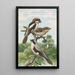 Lanius minor Lanius senator - Johann Friedrich Naumann — framed artwork on a wall
