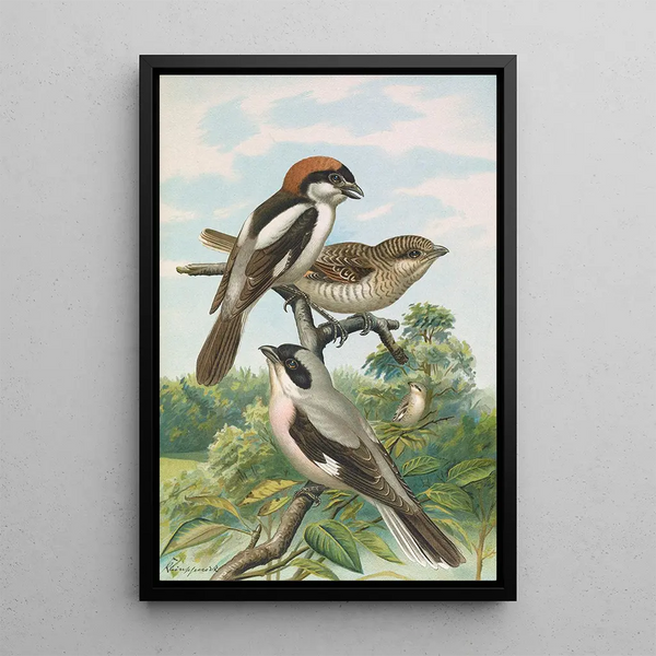 Lanius minor Lanius senator - Johann Friedrich Naumann — framed artwork on a wall