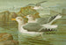 Seagull argenté Brunn - Johann Friedrich Naumann — artwork view