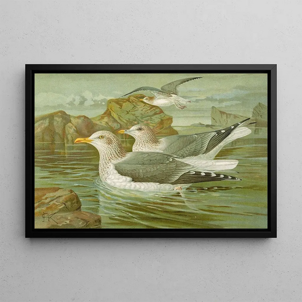 Seagull argenté Brunn - Johann Friedrich Naumann — framed artwork on a wall