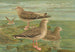 Larus fuscus Larus marinus Larus glaucus Brünn - Johann Friedrich Naumann — artwork view