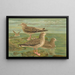 Larus fuscus Larus marinus Larus glaucus Brünn - Johann Friedrich Naumann — framed artwork on a wall