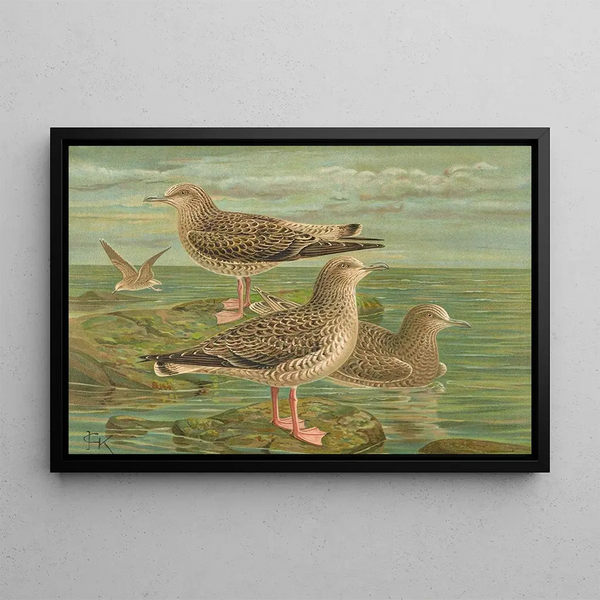 Larus fuscus Larus marinus Larus glaucus Brünn - Johann Friedrich Naumann — framed artwork on a wall