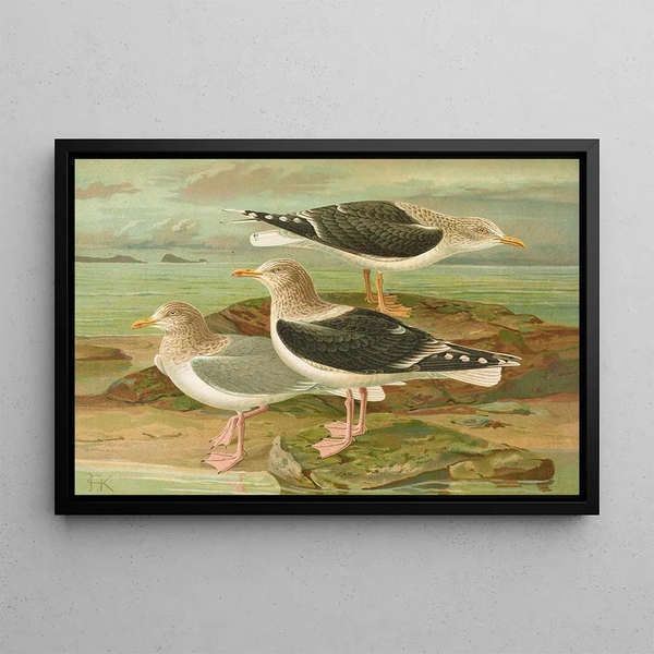 Johann Friedrich Naumann's painting Larus fuscus Larus marinus Larus glaucus Brunn — framed artwork on a wall