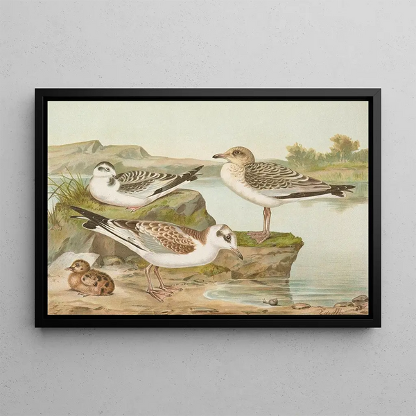Larus minutus Pall Larus ridibundus Larus melanocephalus - Johann Friedrich Naumann — framed artwork on a wall