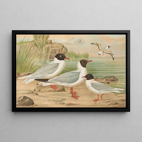 Larus minutus Pall, Larus ridibundus, Larus melanocephalus, Natt, Larus minutus Pall - Johann Friedrich Naumann — framed artwork on a wall