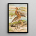 Limosa limosa Limosa lapponica - Johann Friedrich Naumann — framed artwork on a wall