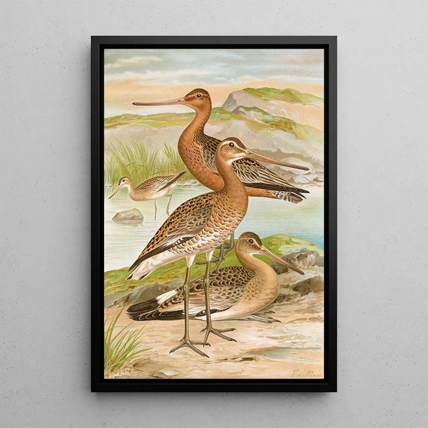 Limosa limosa Limosa lapponica - Johann Friedrich Naumann — framed artwork on a wall