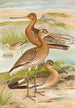 Limosa limosa Limosa lapponica - Johann Friedrich Naumann — artwork view