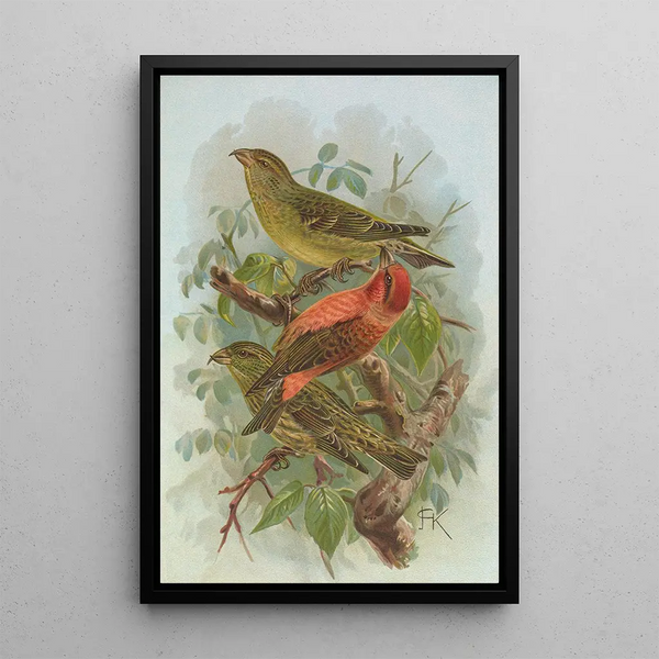 Loxia curvirostra - Johann Friedrich Naumann — framed artwork on a wall