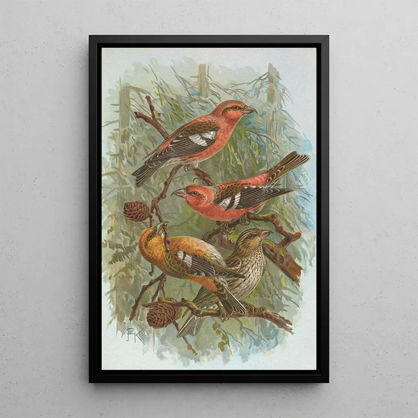 Loxia leucoptera Gm Loxia bifasciata Brehm - Johann Friedrich Naumann — framed artwork on a wall