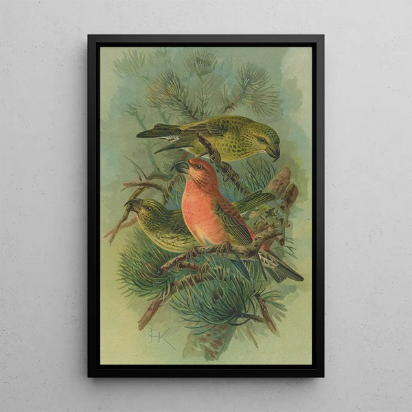 Loxia pityopsittacus Bechst - Johann Friedrich Naumann — framed artwork on a wall