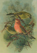 Loxia pityopsittacus Bechst - Johann Friedrich Naumann — artwork view