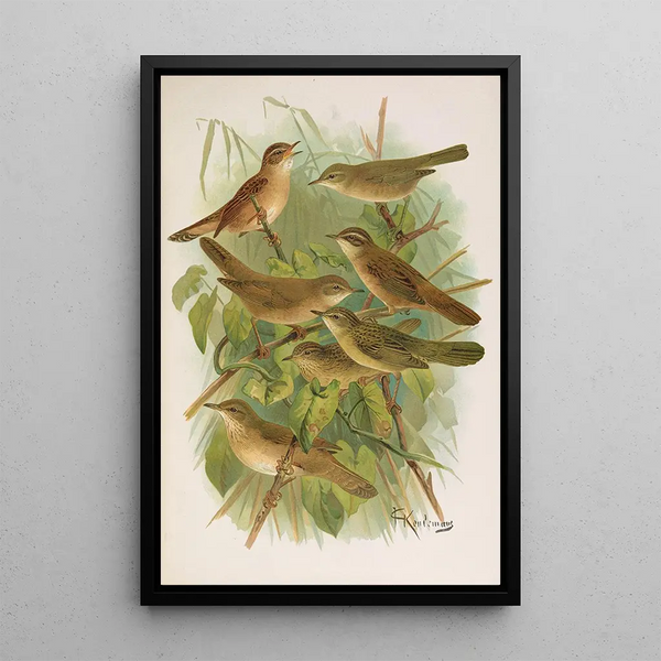 Lusciniola fuscata melanopogon Locustella naevia luscinioides certhiola - Johann Friedrich Naumann — framed artwork on a wall