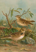 Melanocorypha calandra Lullula arborea - Johann Friedrich Naumann — artwork view