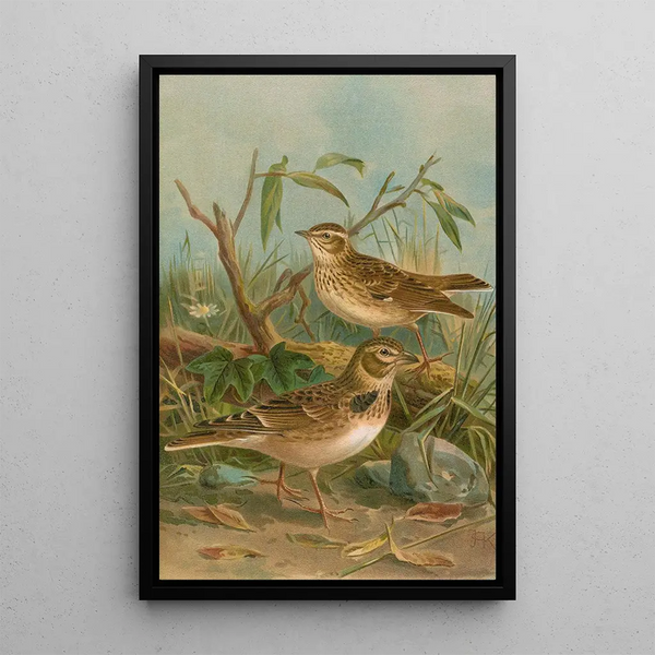 Melanocorypha calandra Lullula arborea - Johann Friedrich Naumann — framed artwork on a wall