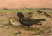 Melanocorypha yeltoniensis - Johann Friedrich Naumann — artwork view