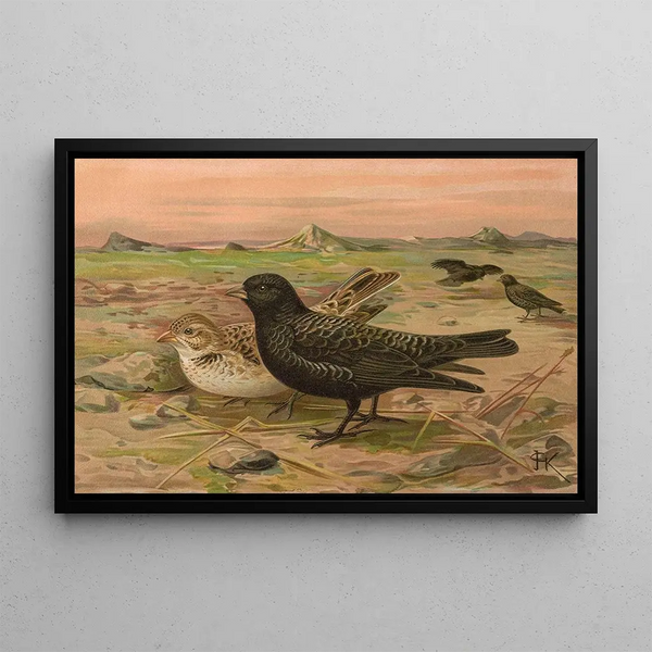 Melanocorypha yeltoniensis - Johann Friedrich Naumann — framed artwork on a wall