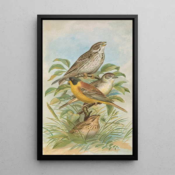 Miliaria calandra Emberiza melanocephala Scopoli - Johann Friedrich Naumann — framed artwork on a wall