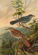 Mimus carolinensis Harporhynchus rufus - Johann Friedrich Naumann — artwork view