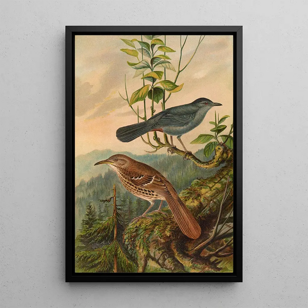 Mimus carolinensis Harporhynchus rufus - Johann Friedrich Naumann — framed artwork on a wall