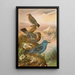 Monticola cyanus - Johann Friedrich Naumann — framed artwork on a wall