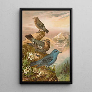 Johann Friedrich Naumann - Monticola cyanus.webp