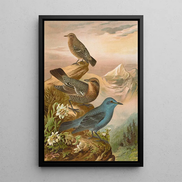 Monticola cyanus - Johann Friedrich Naumann — framed artwork on a wall