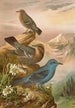 Monticola cyanus - Johann Friedrich Naumann — artwork view