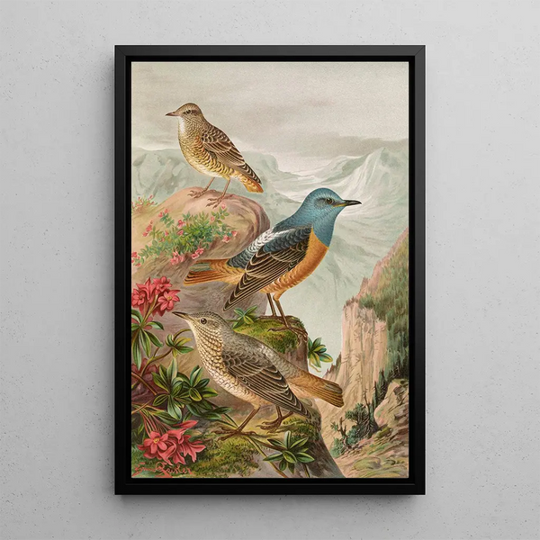 Monticola saxatilis - Johann Friedrich Naumann — framed artwork on a wall