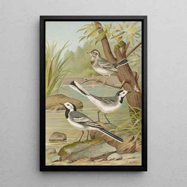 Motacilla alba - Johann Friedrich Naumann — framed artwork on a wall