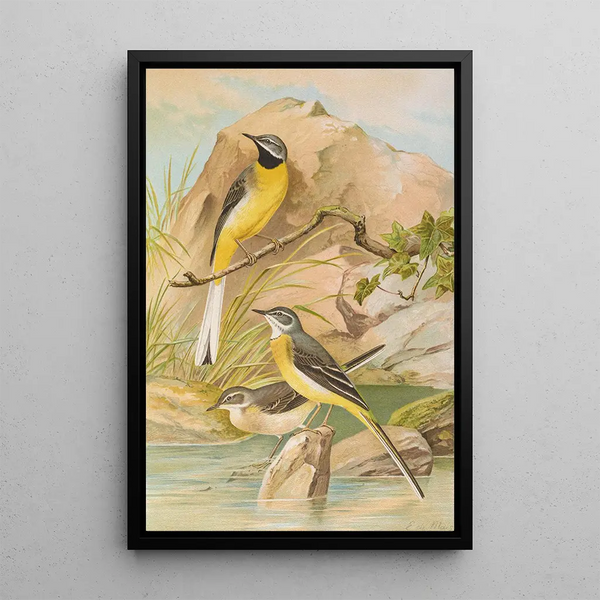 Motacilla boarula - Johann Friedrich Naumann — framed artwork on a wall