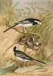 Motacilla lugubris Temm - Johann Friedrich Naumann — artwork view