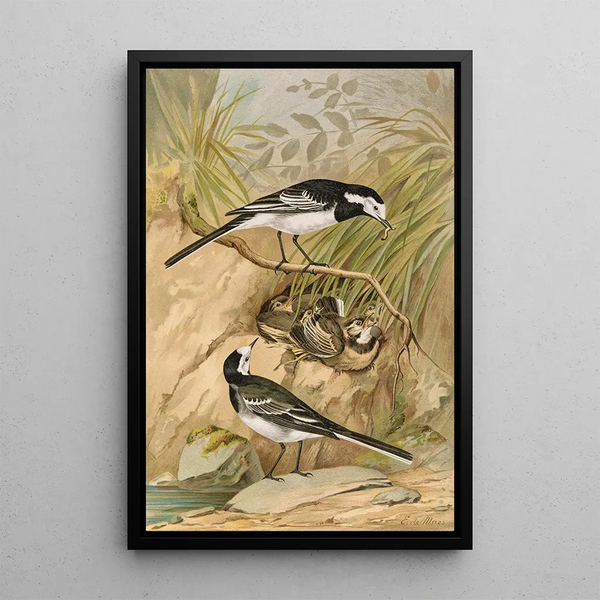 Motacilla lugubris Temm - Johann Friedrich Naumann — framed artwork on a wall