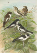 Muscicapa atricapill Muscicapa collaris semitorquata Muscicapa collaris Bechst - Johann Friedrich Naumann — artwork view