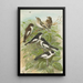 Muscicapa atricapill Muscicapa collaris semitorquata Muscicapa collaris Bechst - Johann Friedrich Naumann — framed artwork on a wall