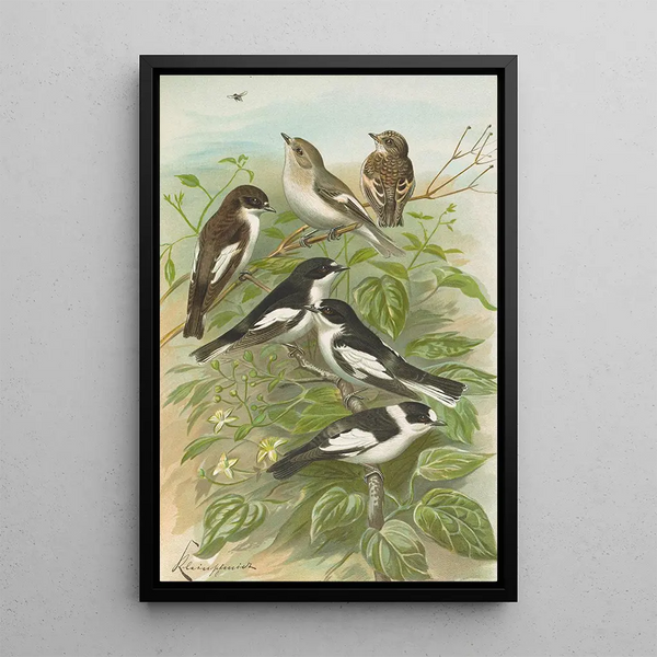 Muscicapa atricapill Muscicapa collaris semitorquata Muscicapa collaris Bechst - Johann Friedrich Naumann — framed artwork on a wall