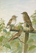 Muscicapa grisola Muscicapa atricapilla - Johann Friedrich Naumann — artwork view