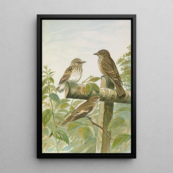 Muscicapa grisola Muscicapa atricapilla - Johann Friedrich Naumann — framed artwork on a wall